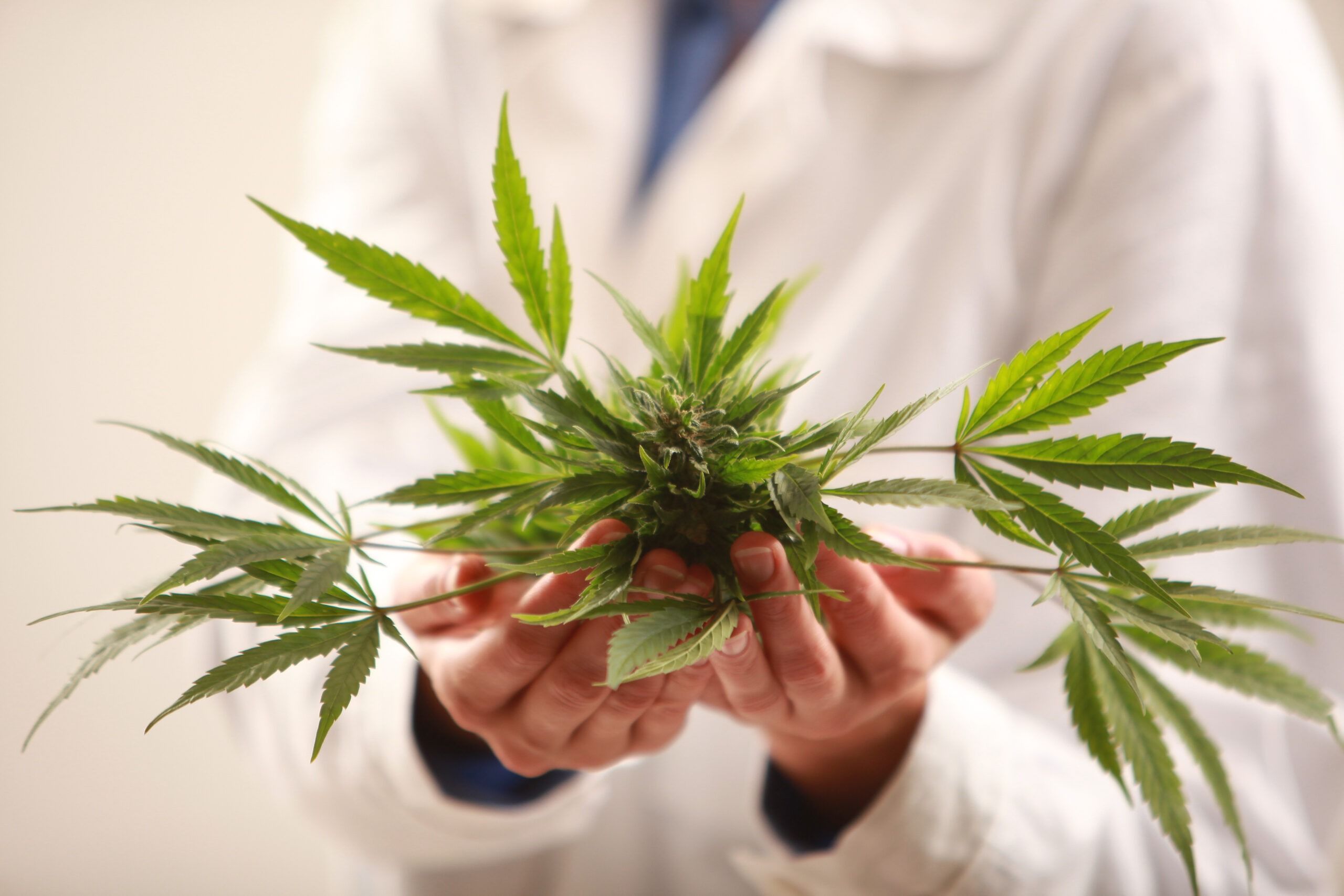 Woman doctor holding a cannabis leaf and oil.alternative medicin Woman doctor holding a cannabis leaf and oil.alternative medicin