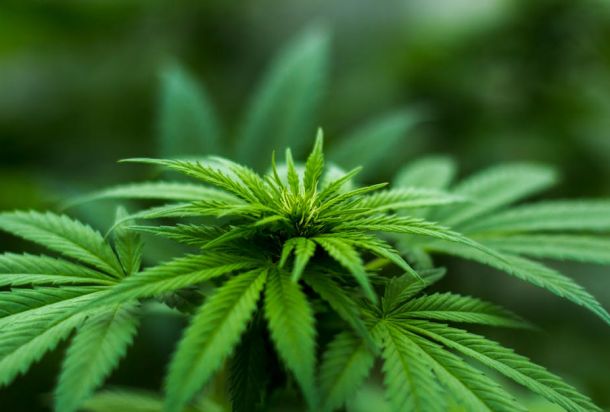 florida medical weed