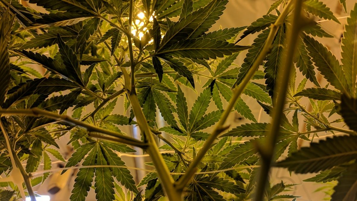 health benefits of cannabis