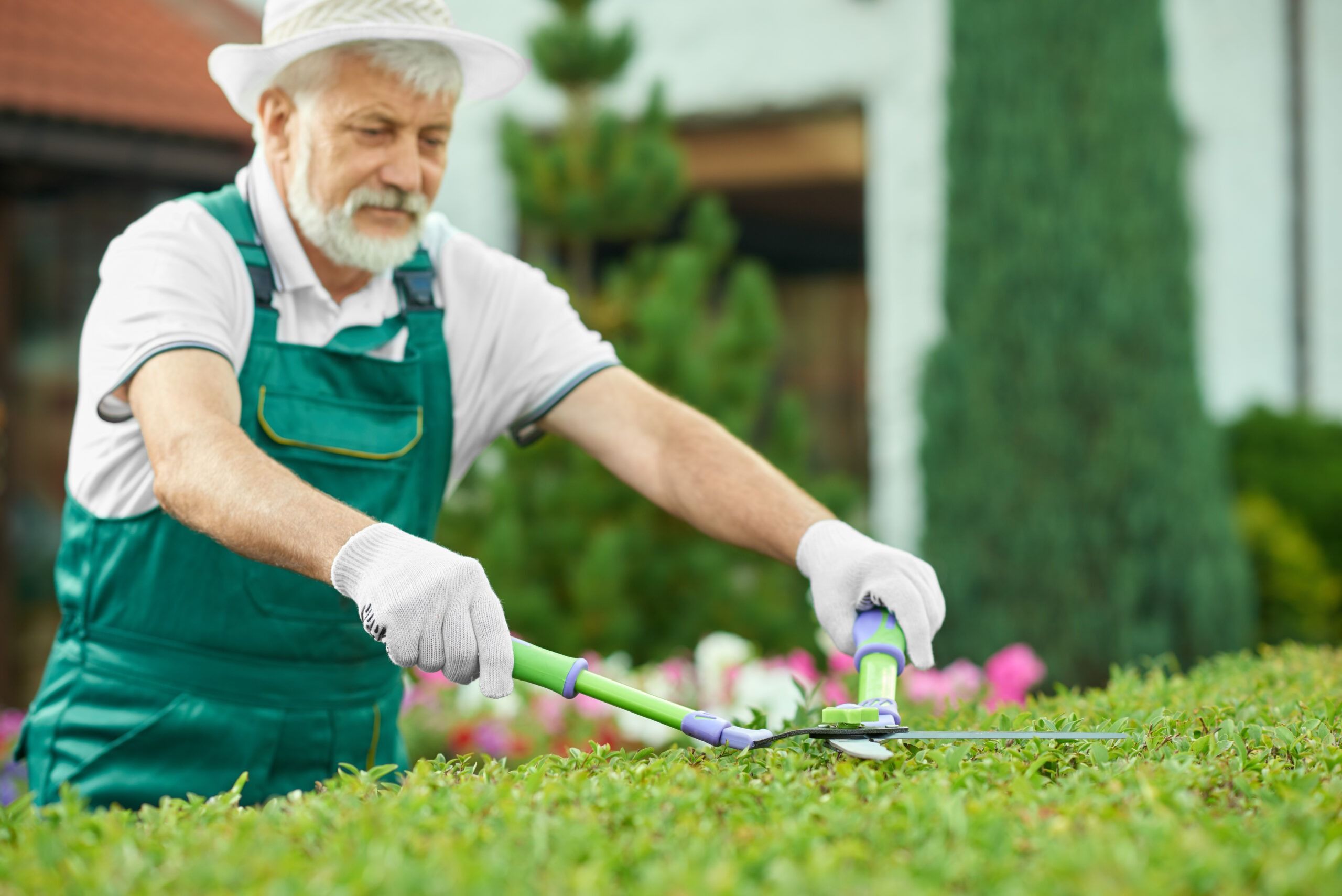 Close up of senior man, cutting green bush at nice garden. Close up of senior man, cutting green bush at nice garden.