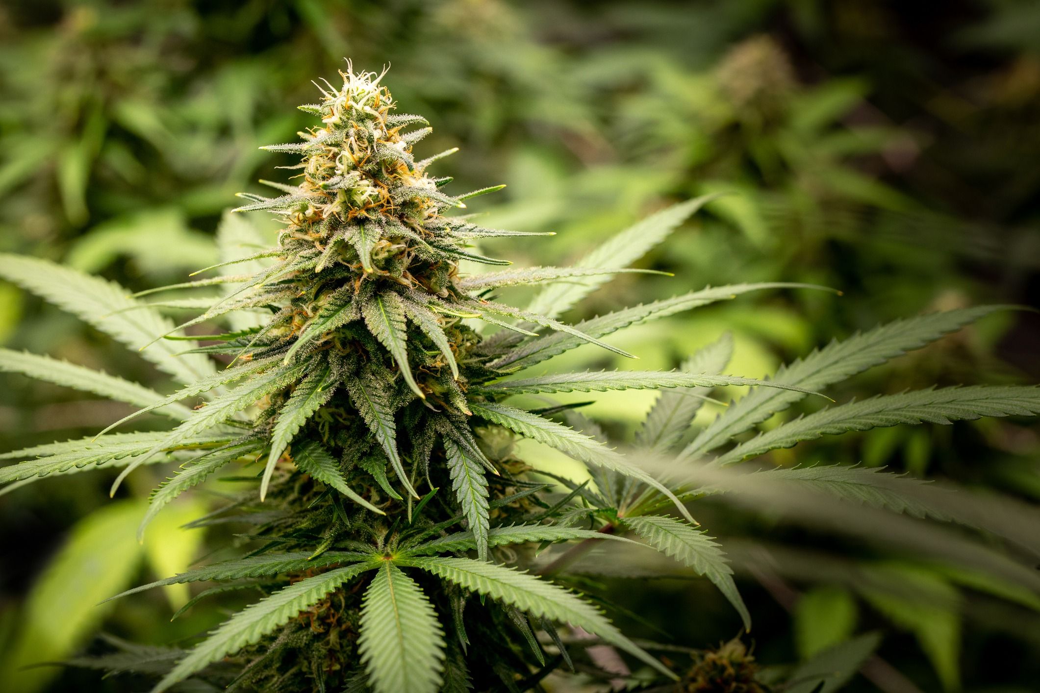 Close-up of a cannabis flower grown for medicinal. Close-up of a cannabis flower grown for medicinal.