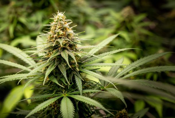 Close-up of a cannabis flower grown for medicinal.