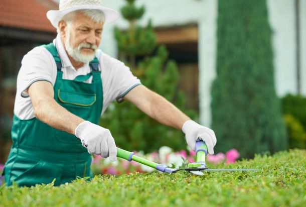 Close up of senior man, cutting green bush at nice garden.