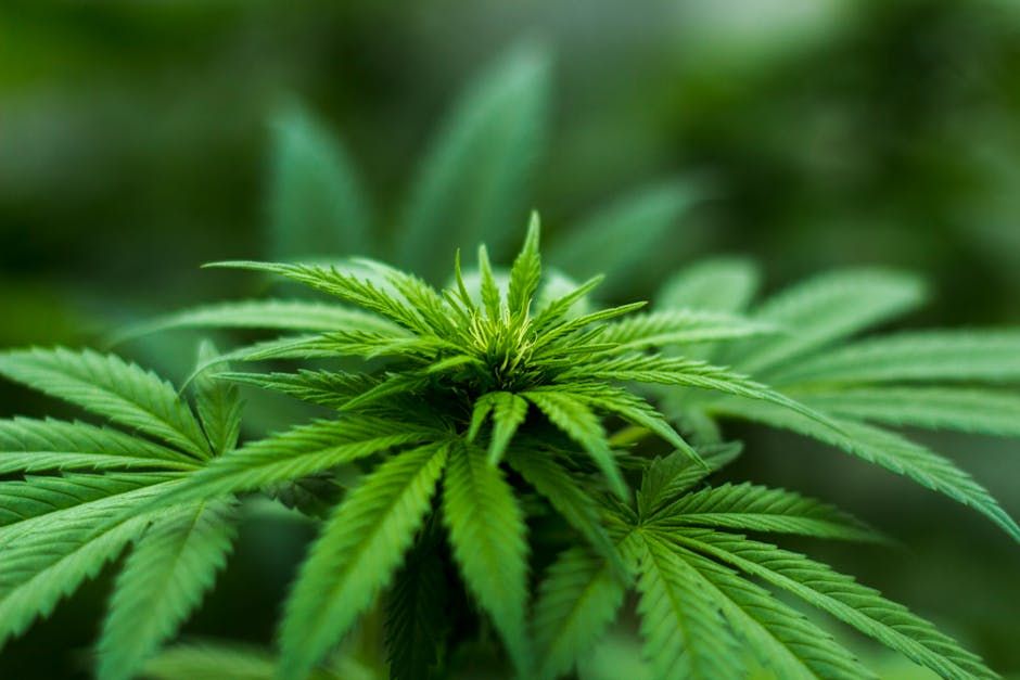 florida medical weed