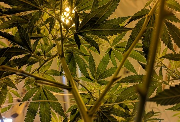 health benefits of cannabis
