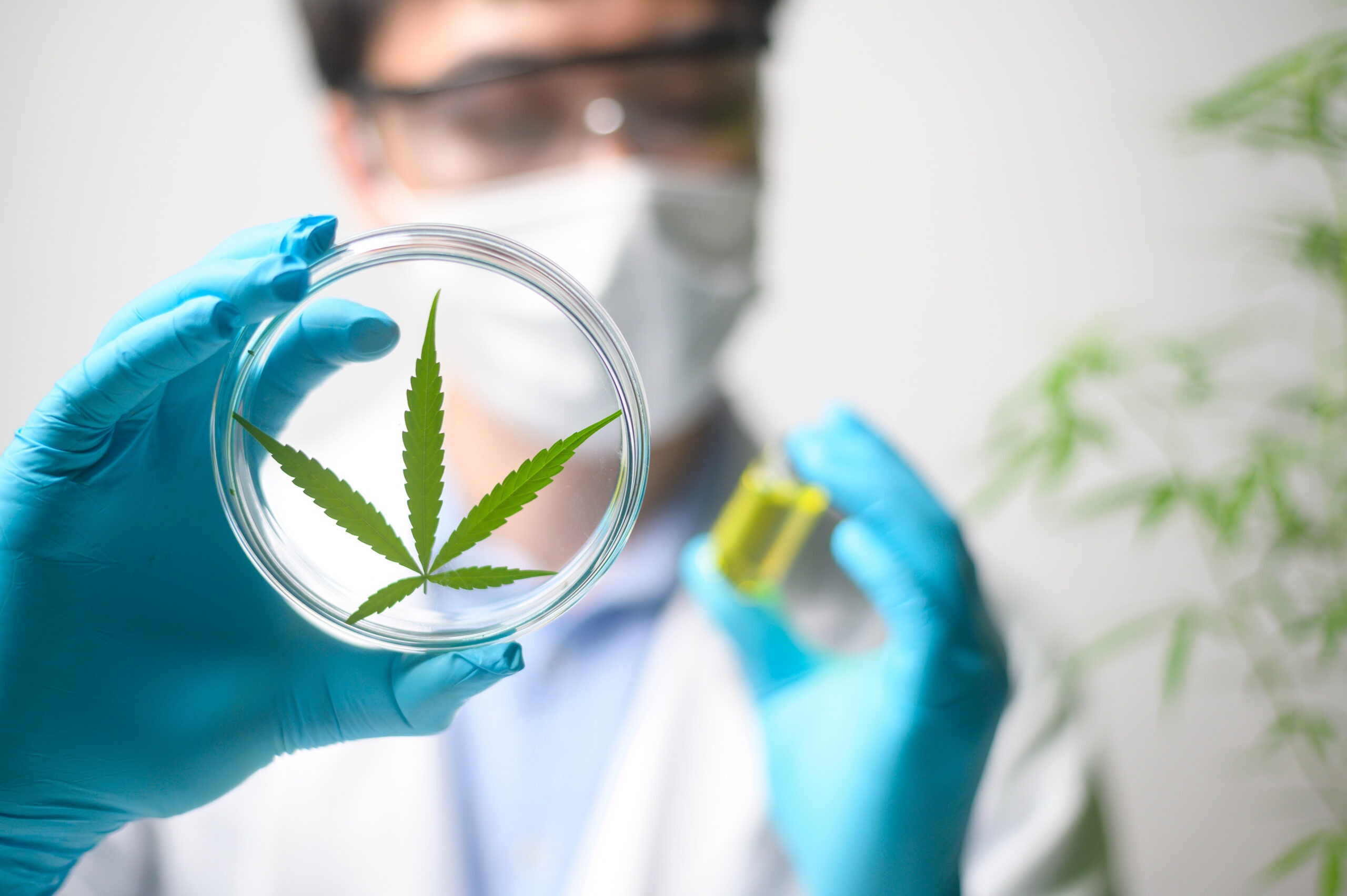 A scientist is checking and analyzing a cannabis sativa experiment , hemp plant for herbal pharmaceutical cbd oil in a laboratory